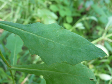 Longues feuilles molles embrassantes et cordées à la base. Les supérieures sont lancéolées et les inférieures ovales. Le verso est glauque. Agrandir dans une nouvelle fenêtre (ou onglet)